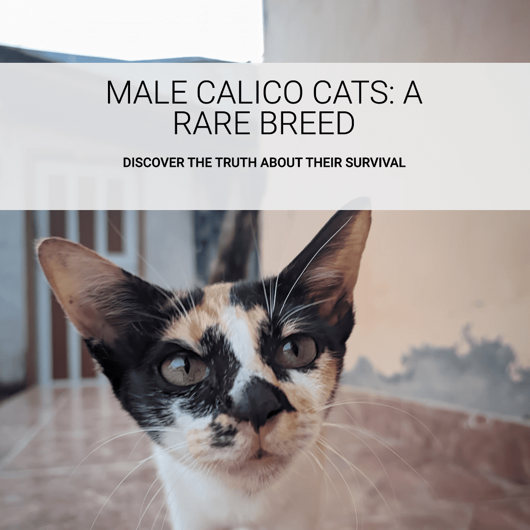 Male Calico Cats Survive