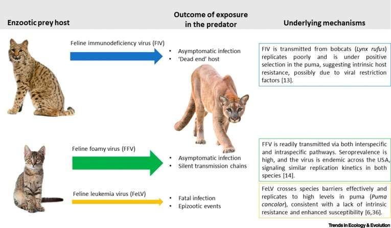 Feline immunodeficiency virus