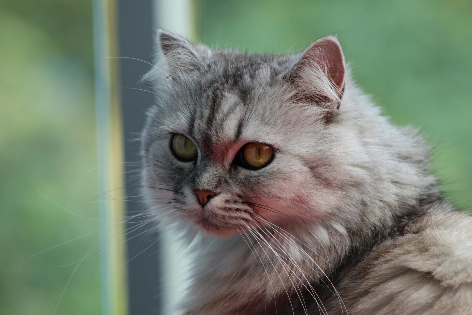 Calico Persian Cat