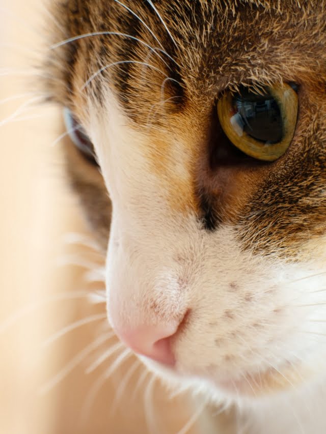 What Causes the Scarcity of Male Calico Cats?