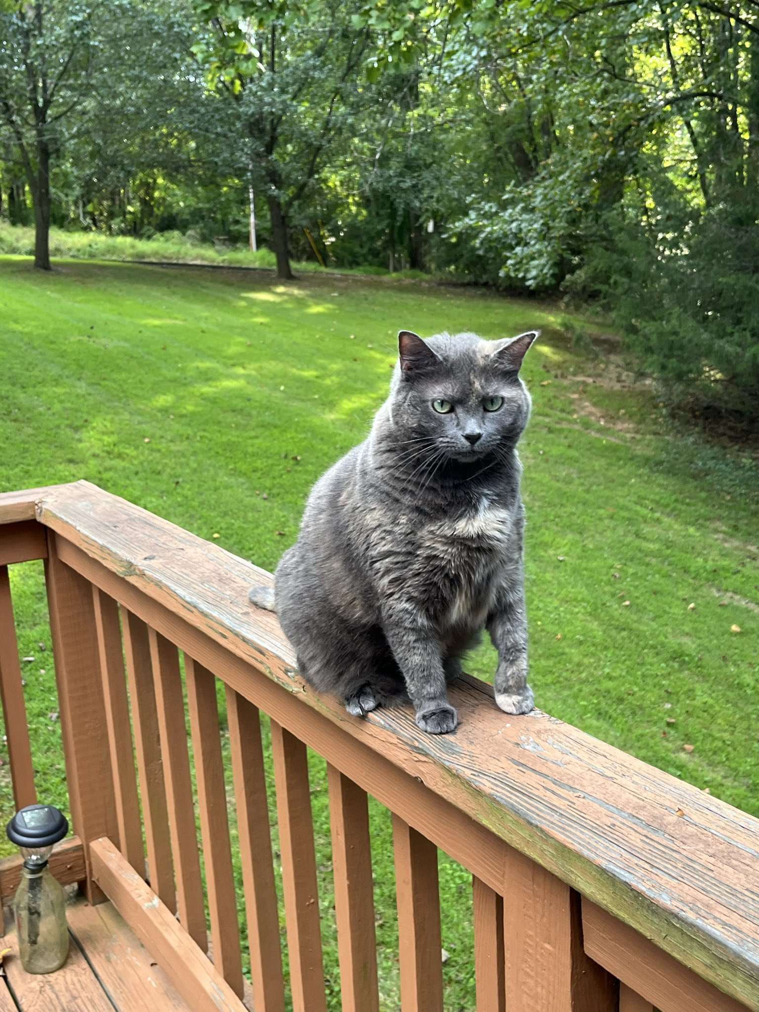 Black Maine coon