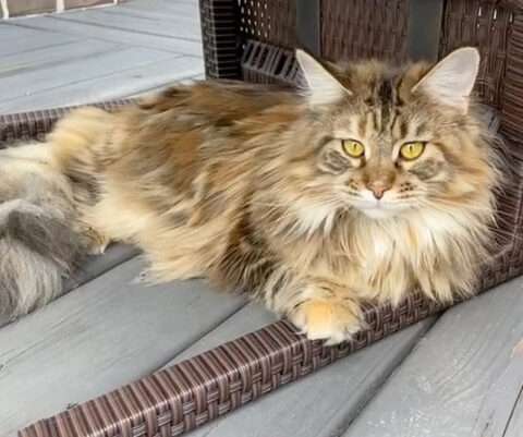 Brown Maine Coon: Everything You Need To Know