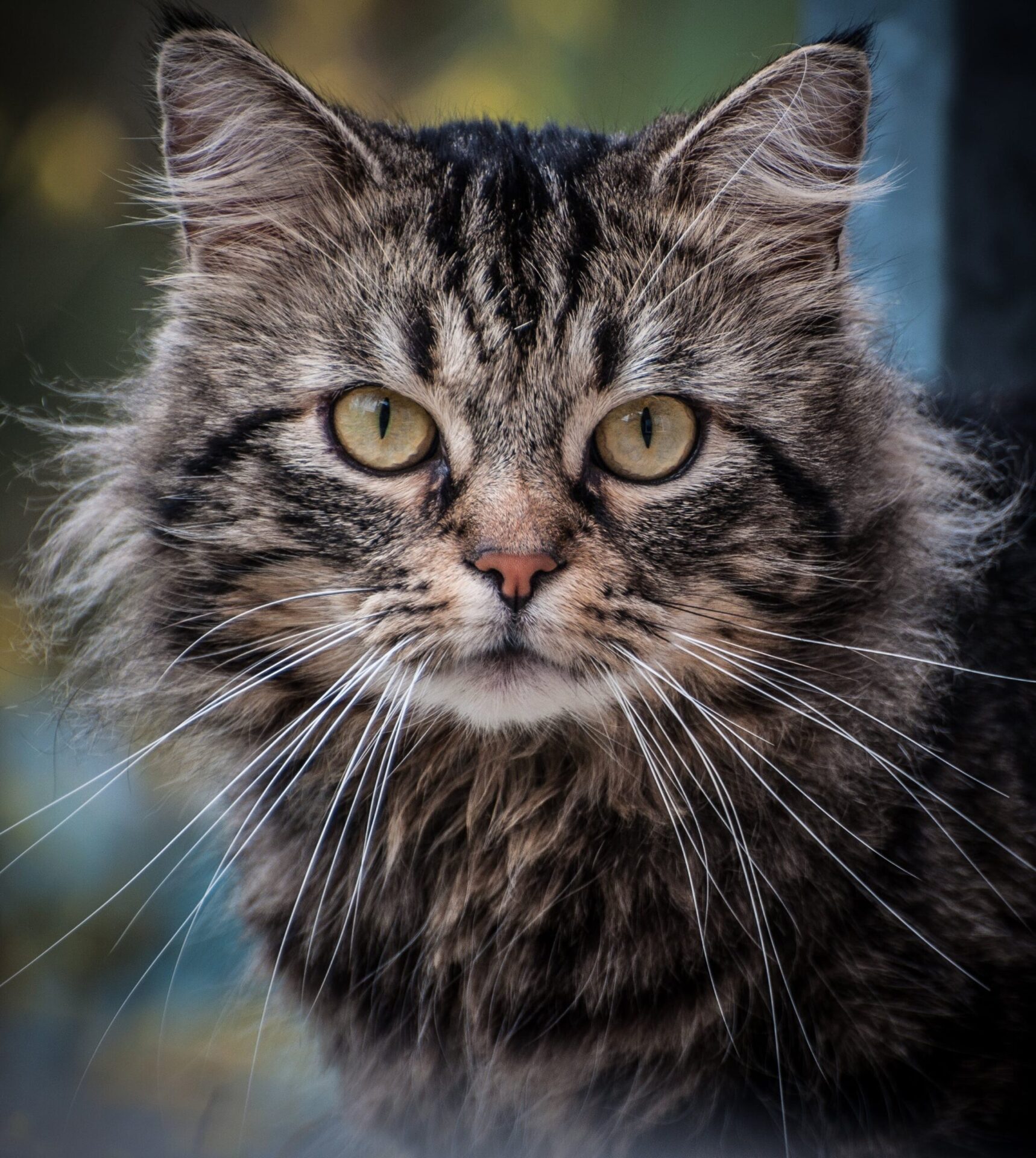 Grey Persian Cat: Stunning Persian Cats Pictures & Origin