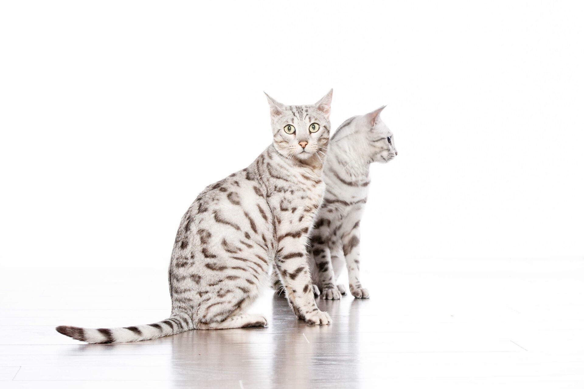 Bengal Cat Price