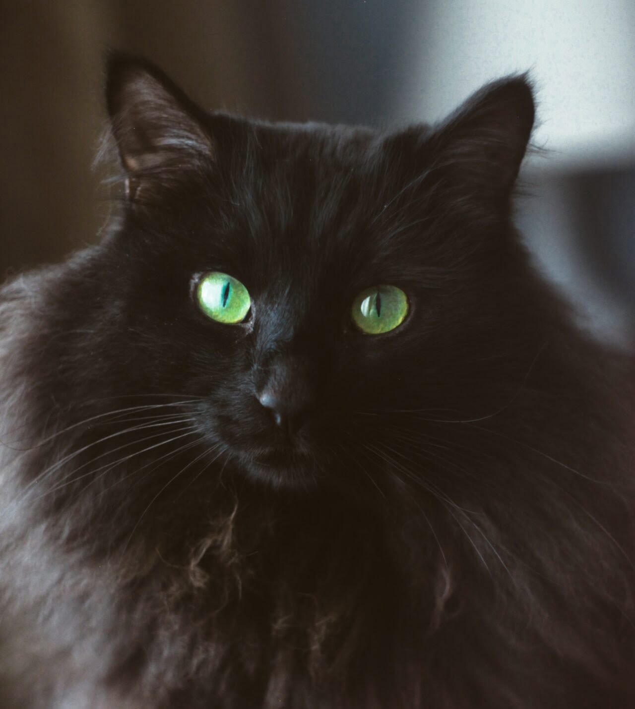 Black Siberian Cat