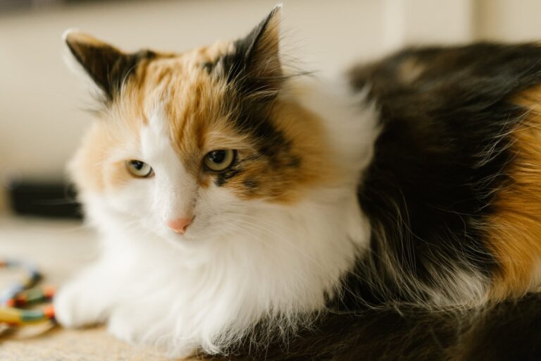 Male Calico Cat