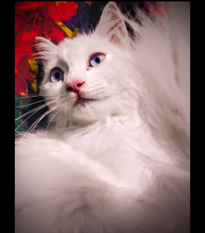 Read more about the article Persian Cat Calico Funny videos