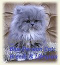 Blue Persian Cat