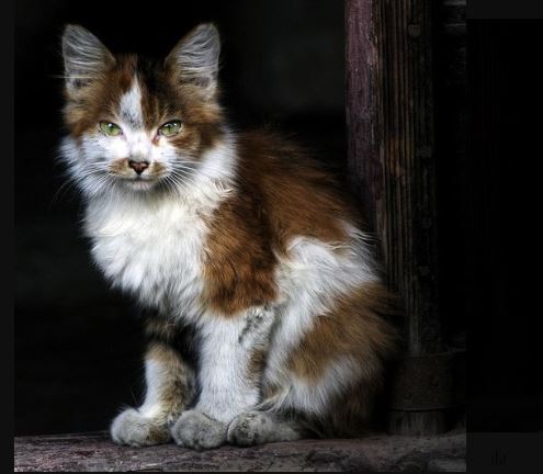 Korean Bobtail Cat