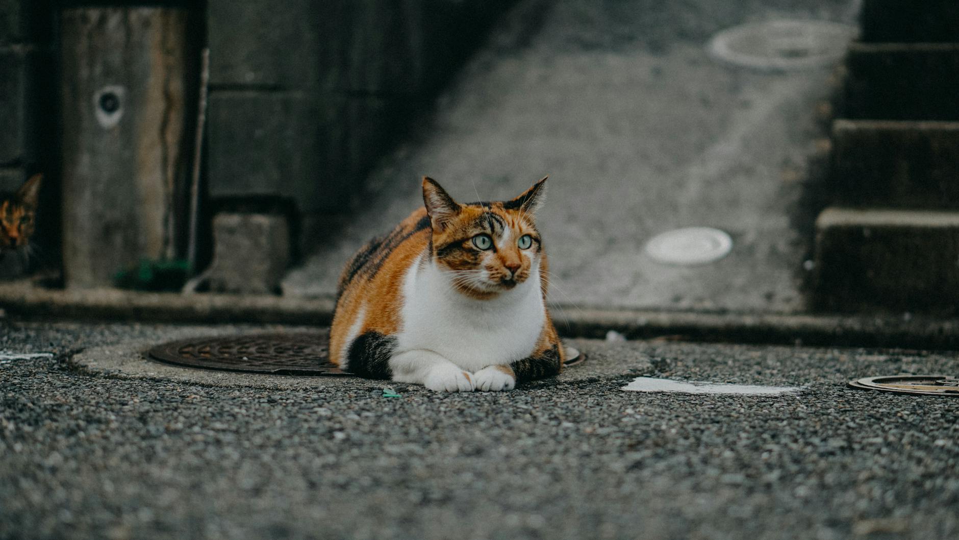 Calico Cat is Male