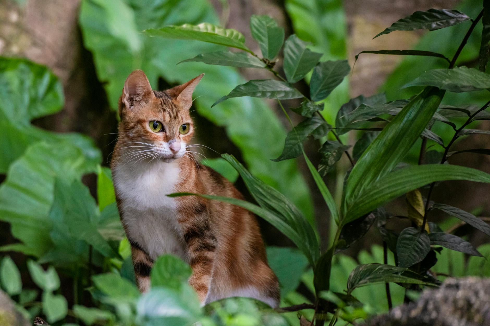 Calico Male Cats are Rare