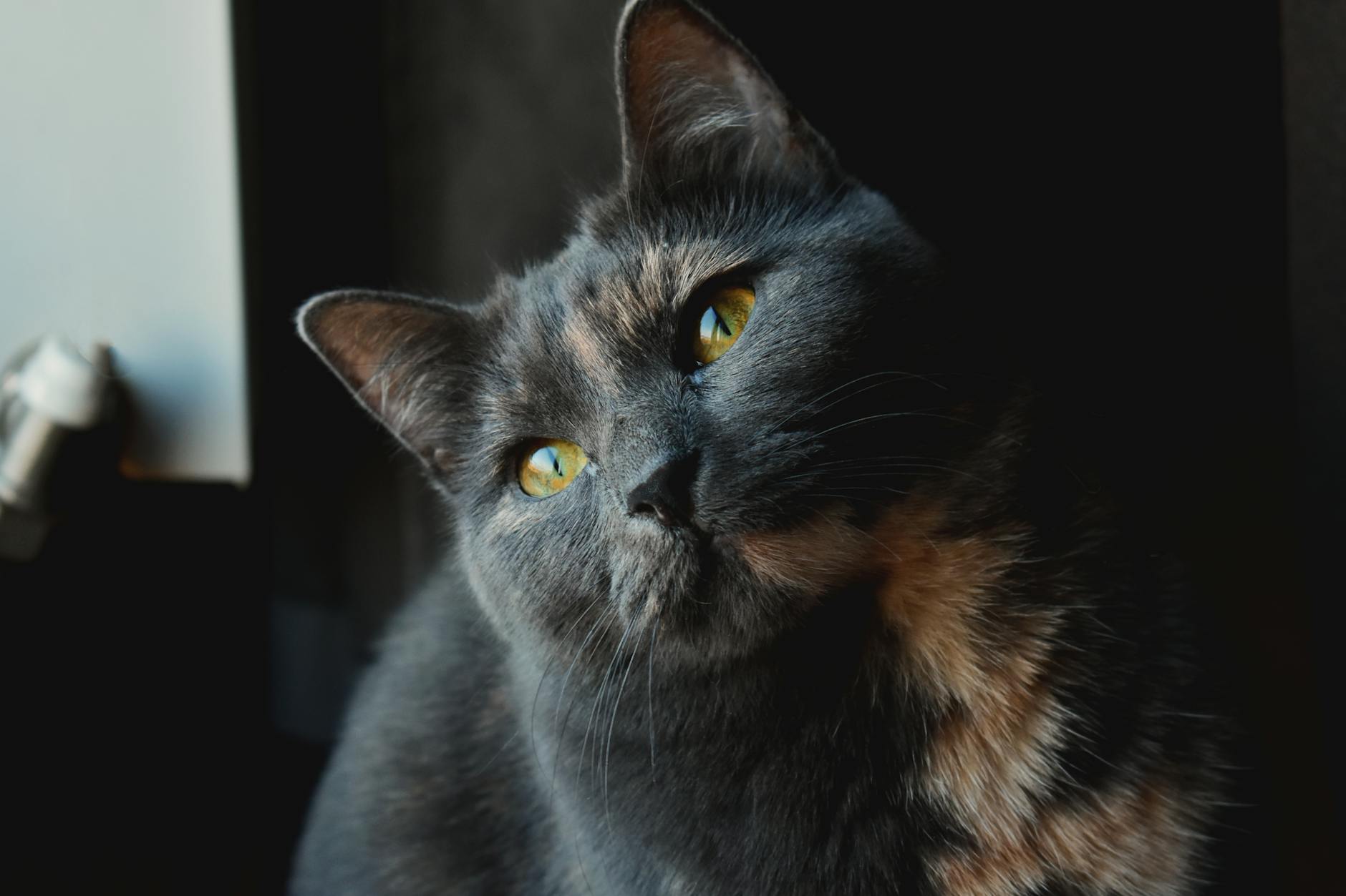 Grey Calico Cat