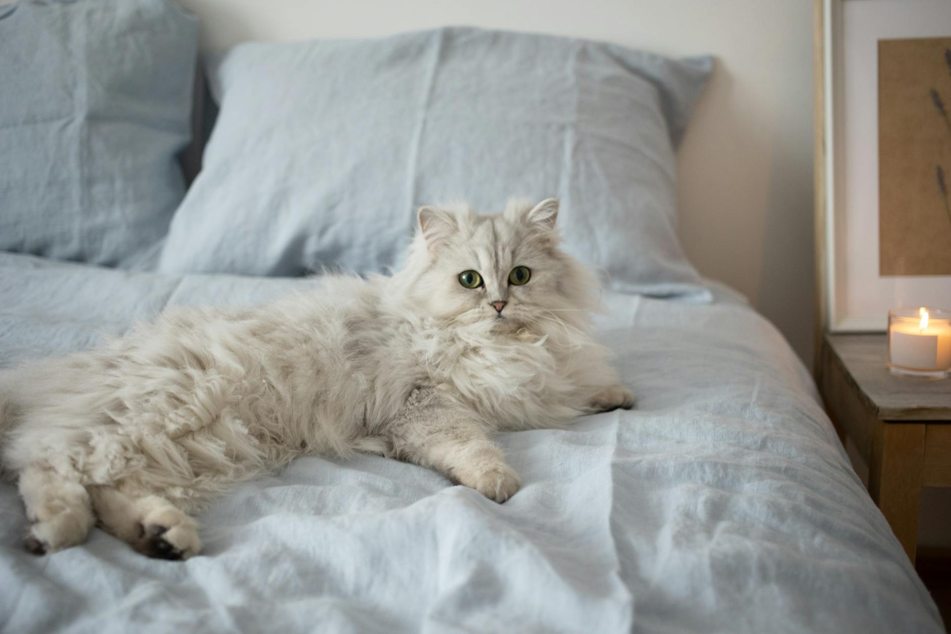 white persian cat lying on the bed