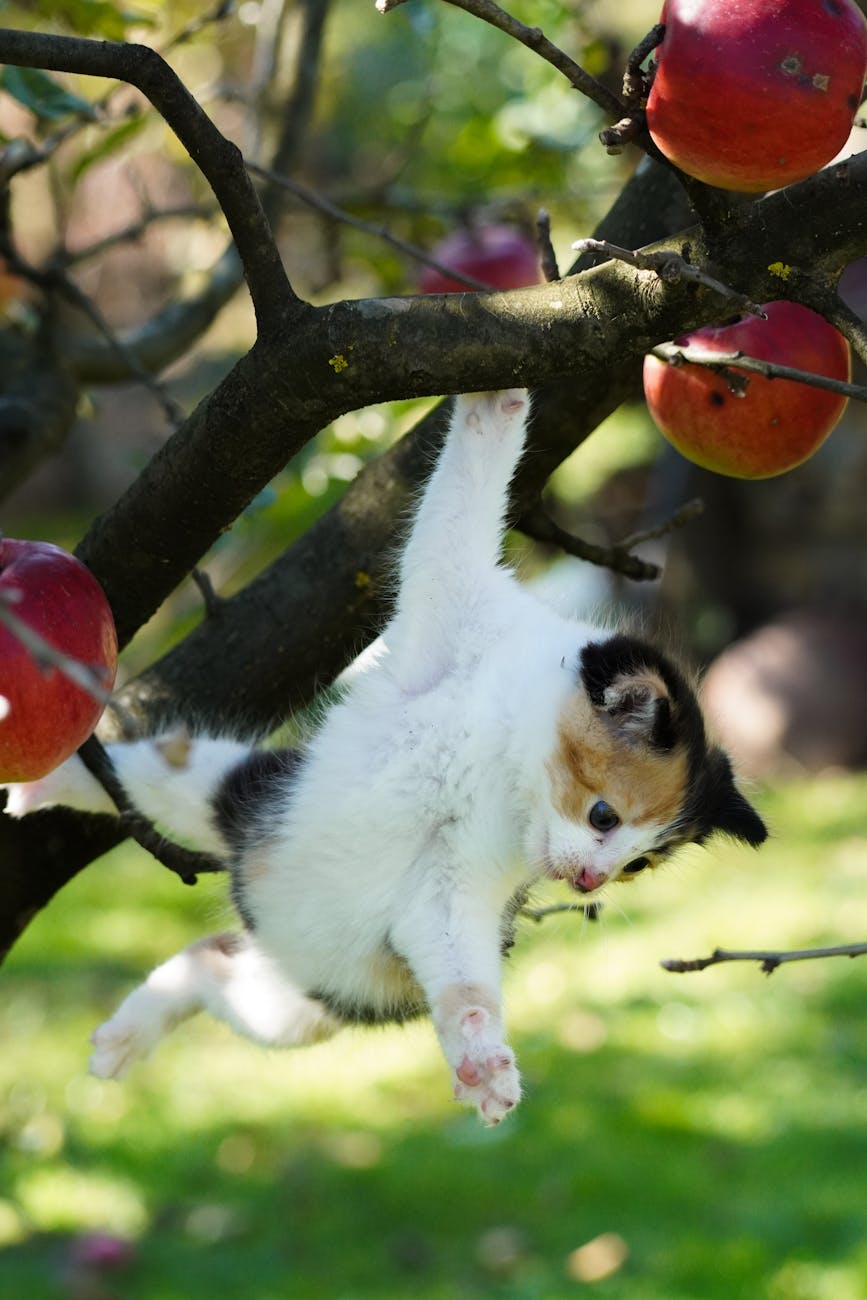 Why are calico cats so special