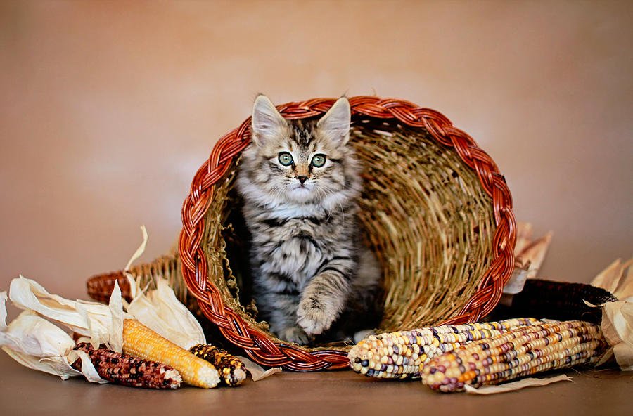 Cornucopia Cat