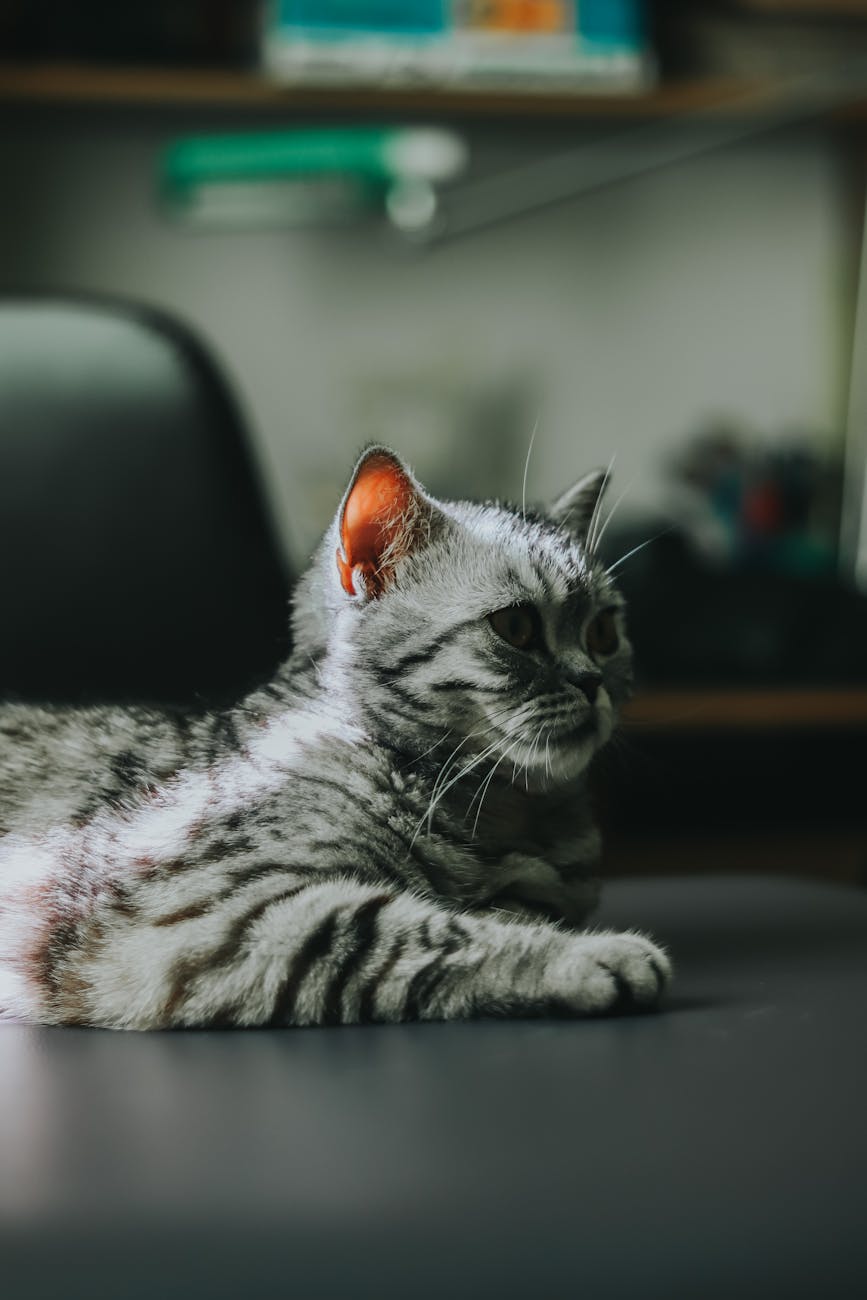 cat lying on gray surface