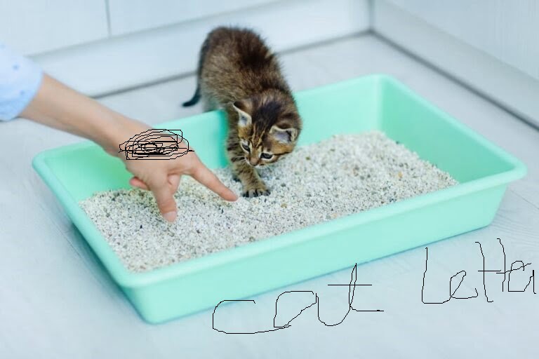 Litter Box