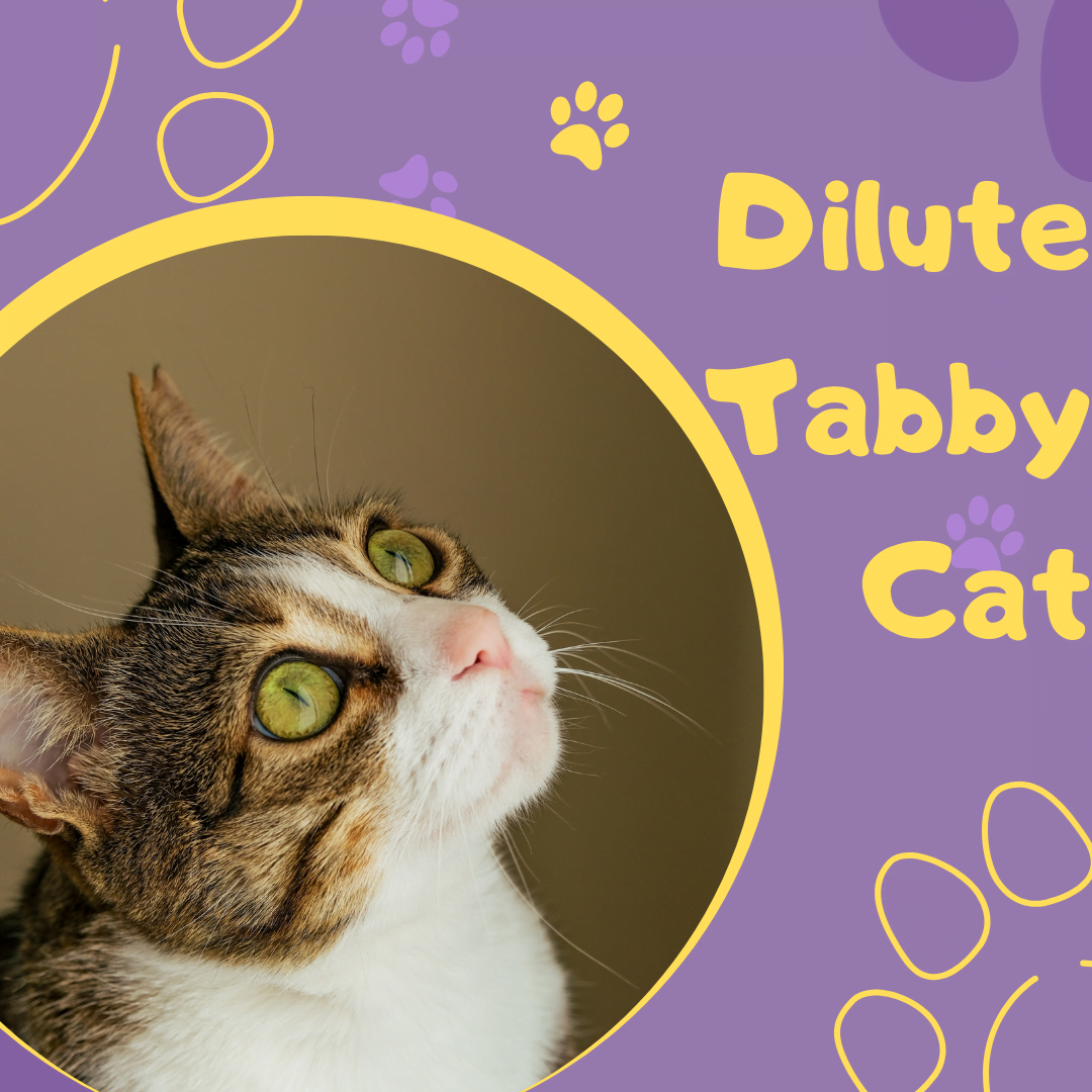 Dilute Tabby Cat