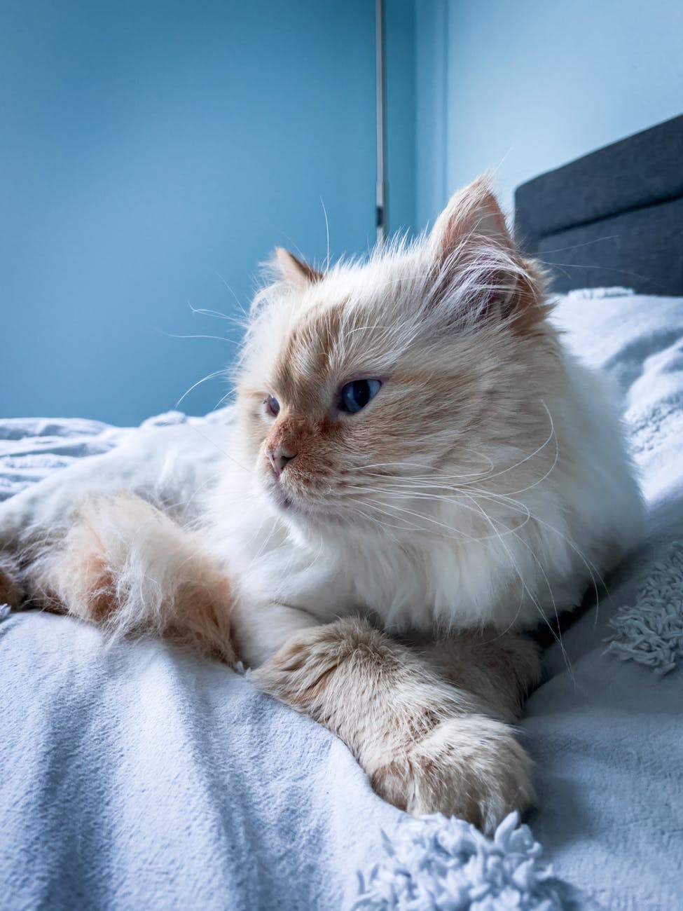 Ragdoll Kittens