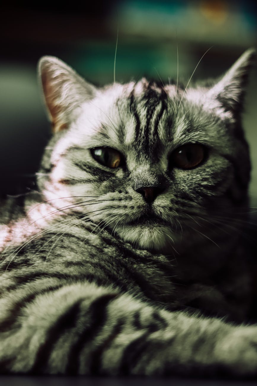 American Shorthair: Top 14 Ways to Identify Cat Breeds