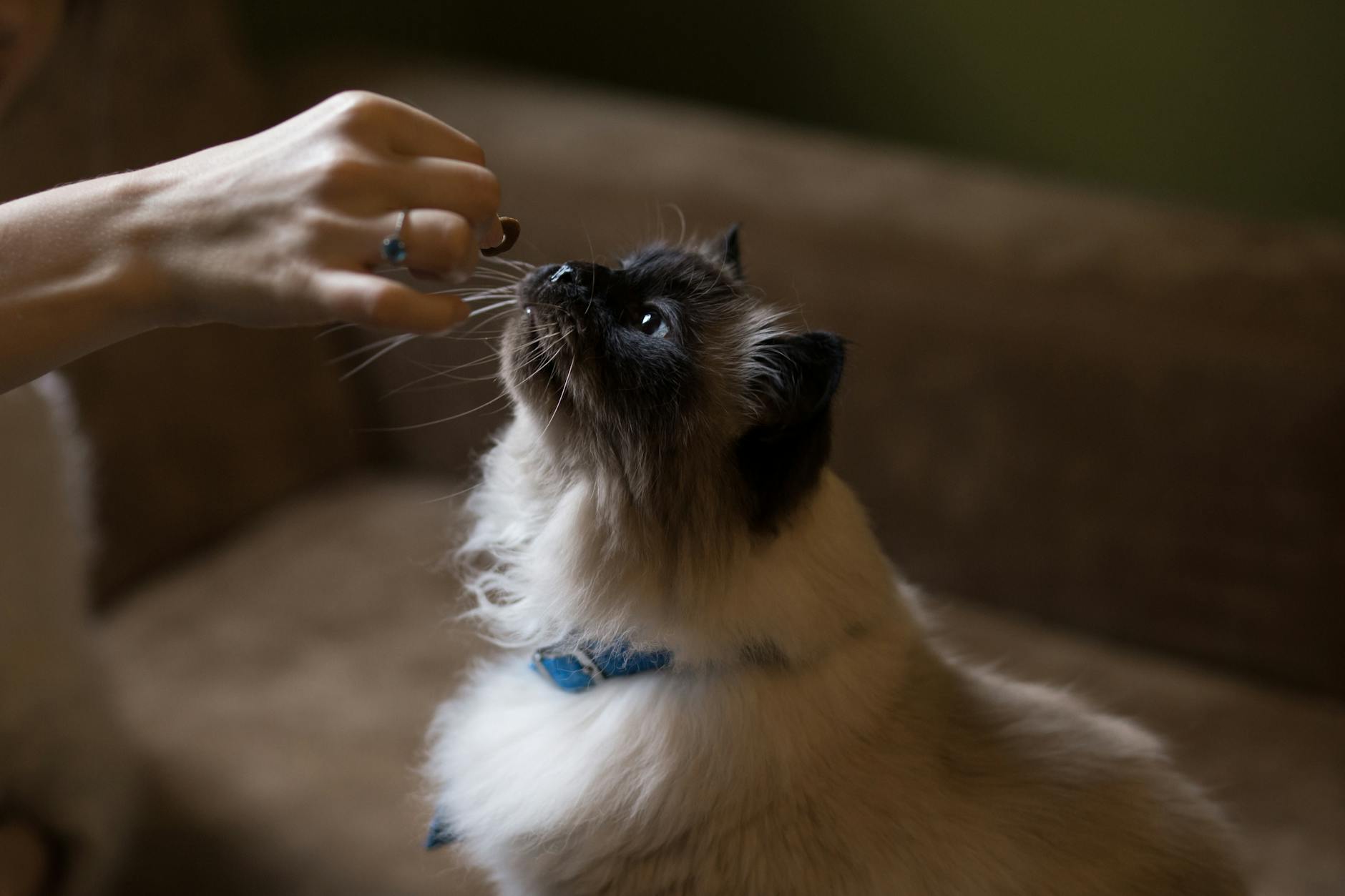 Himalayan Cat Breed