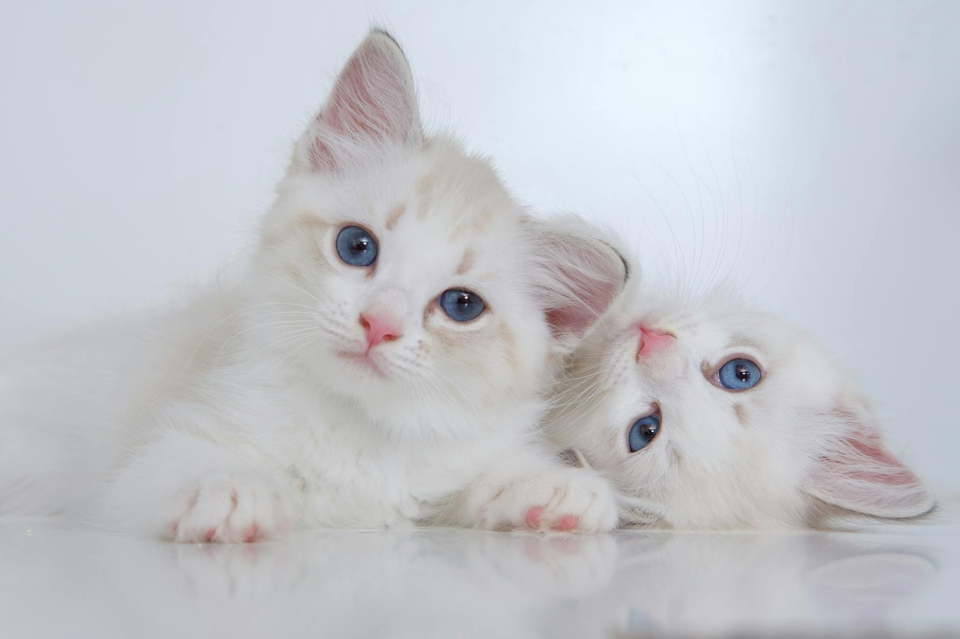 adorable kittens looking at camera