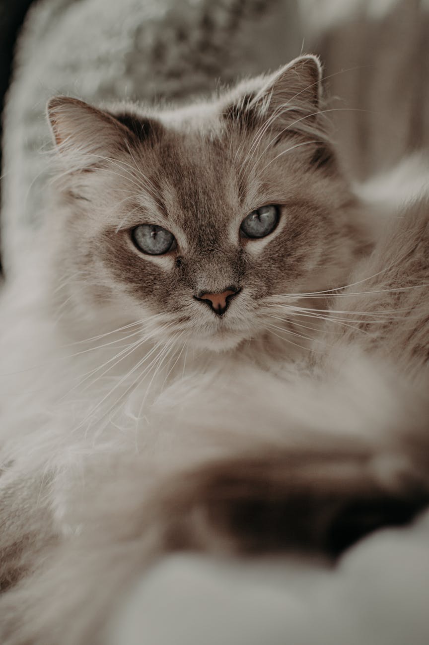 Ragamuffin Cat Breed