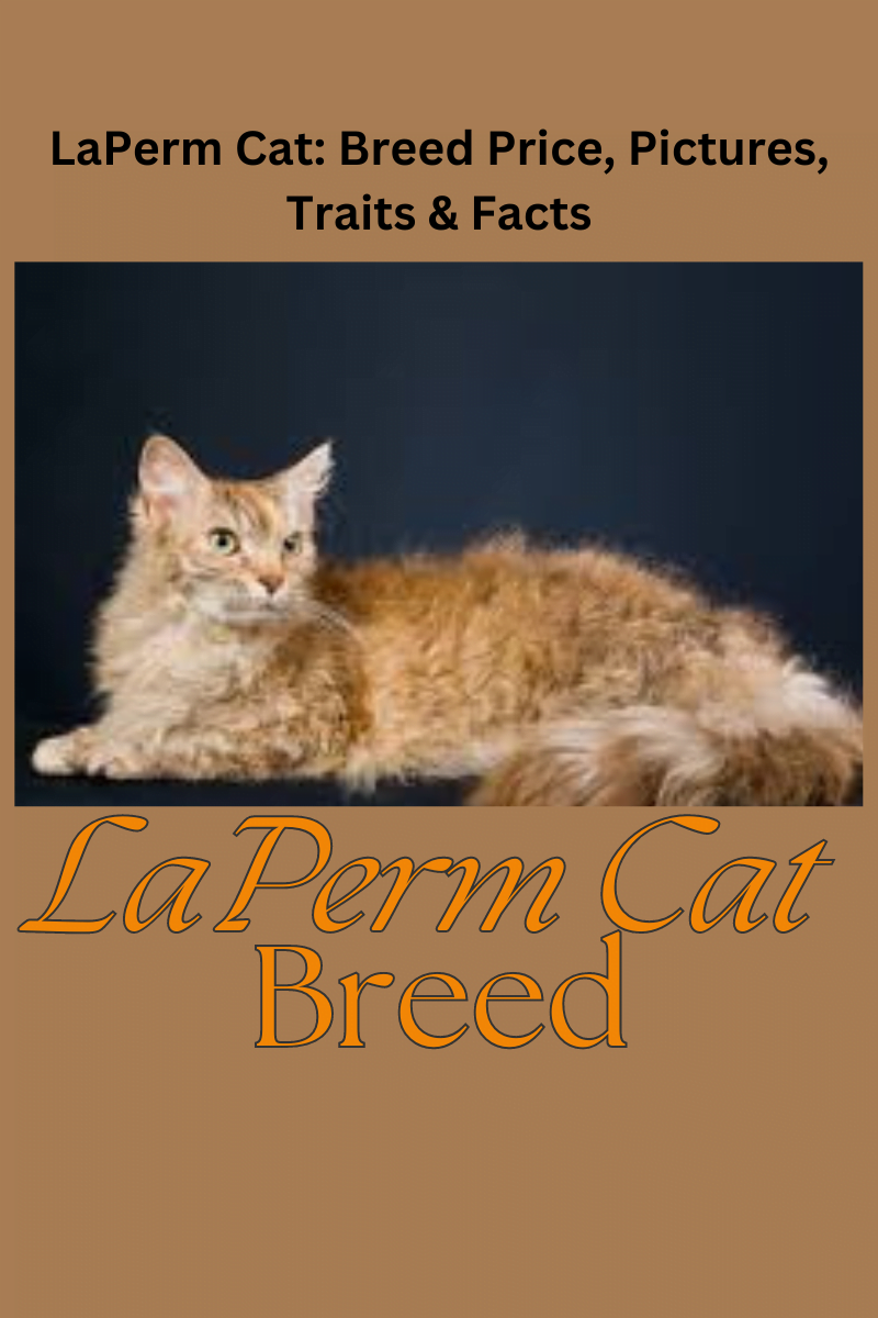 LaPerm Cat