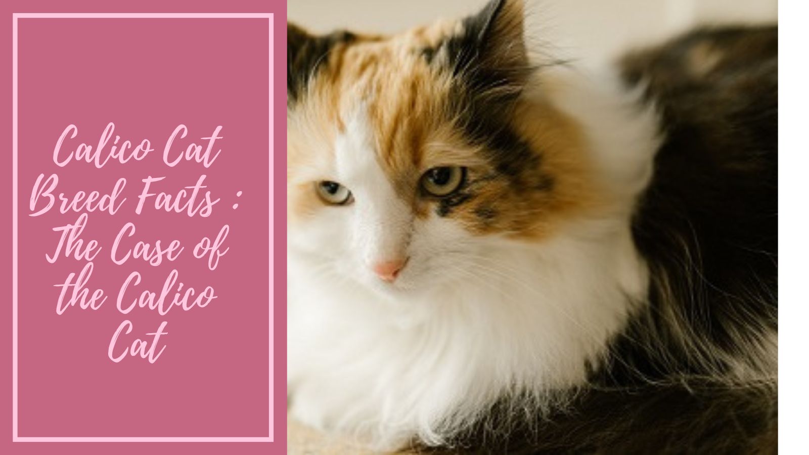 Calico Cat Breed Facts