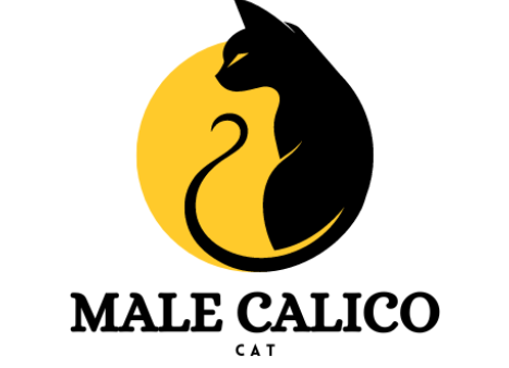 Male Calico Cat