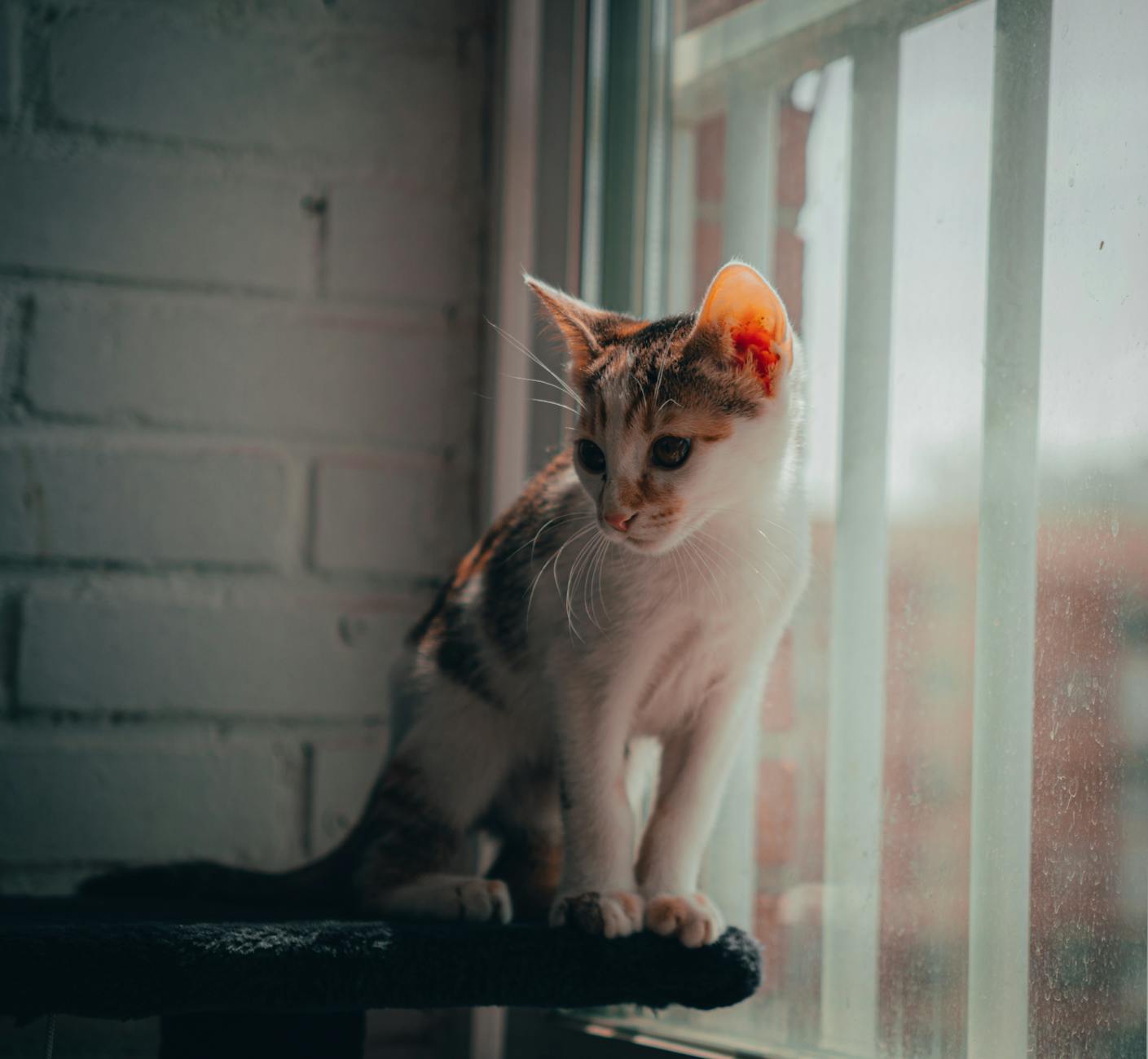 Calico Kittens