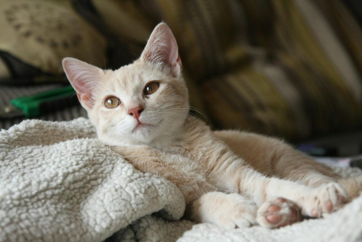 cat lying on blanket