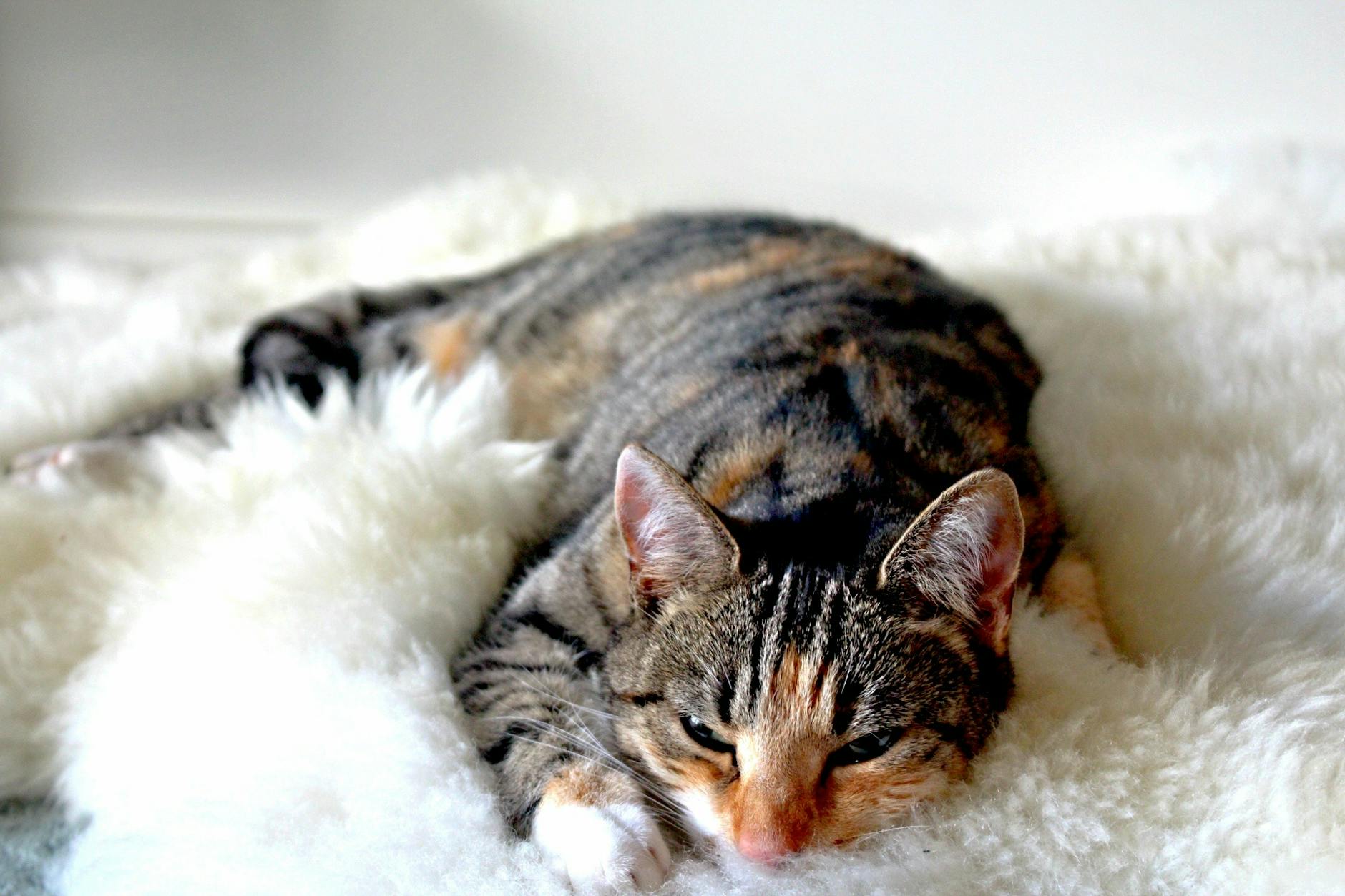 cat lying on carpet