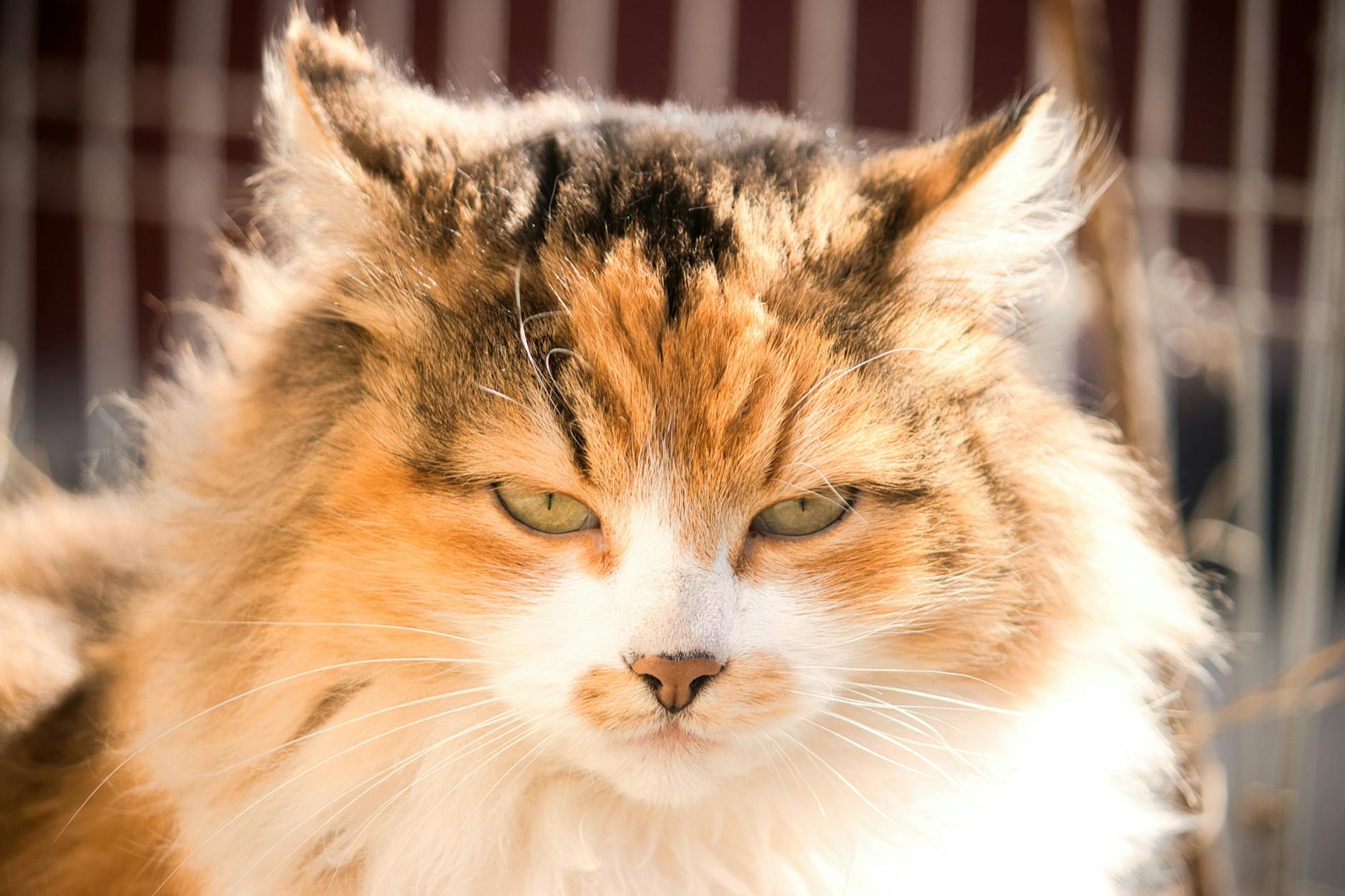 Calico Long Haired Cat