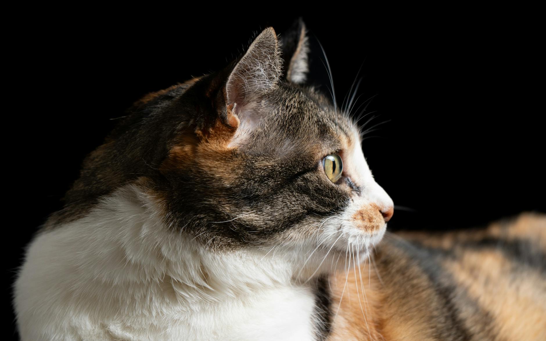 a calico cat is looking to the side