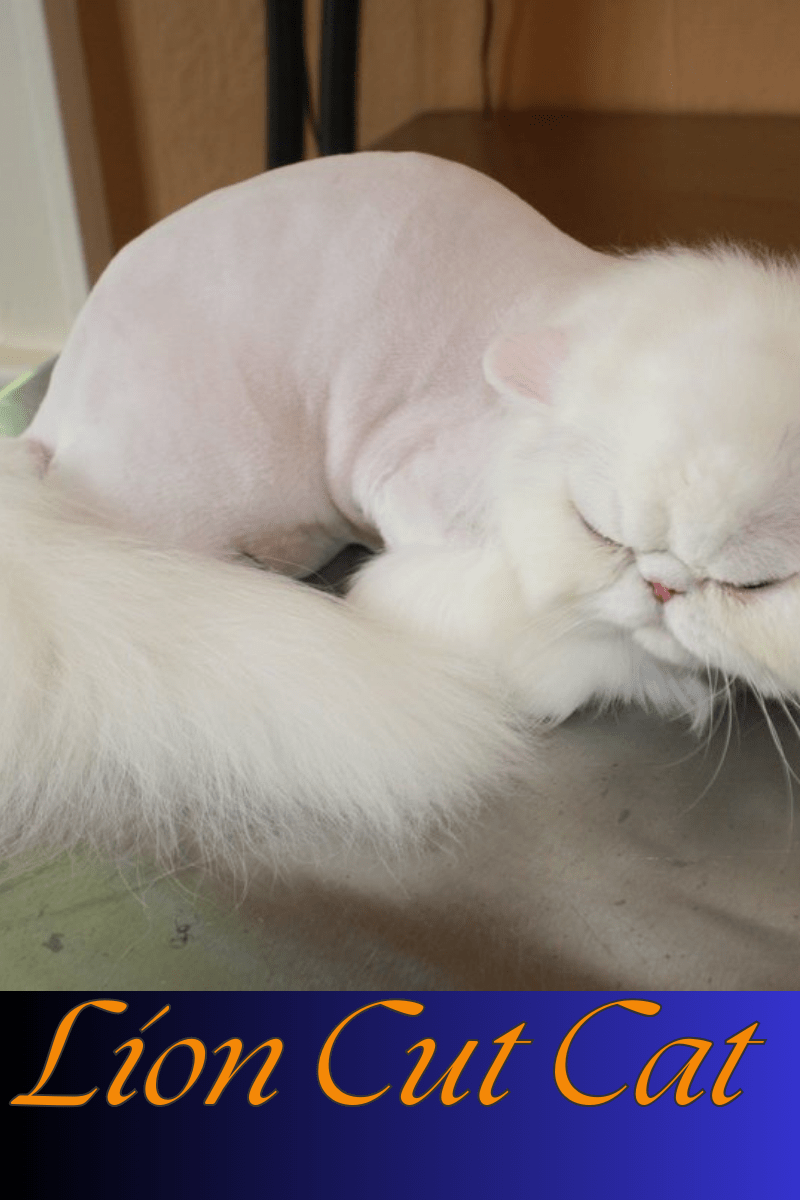 Lion cut cat