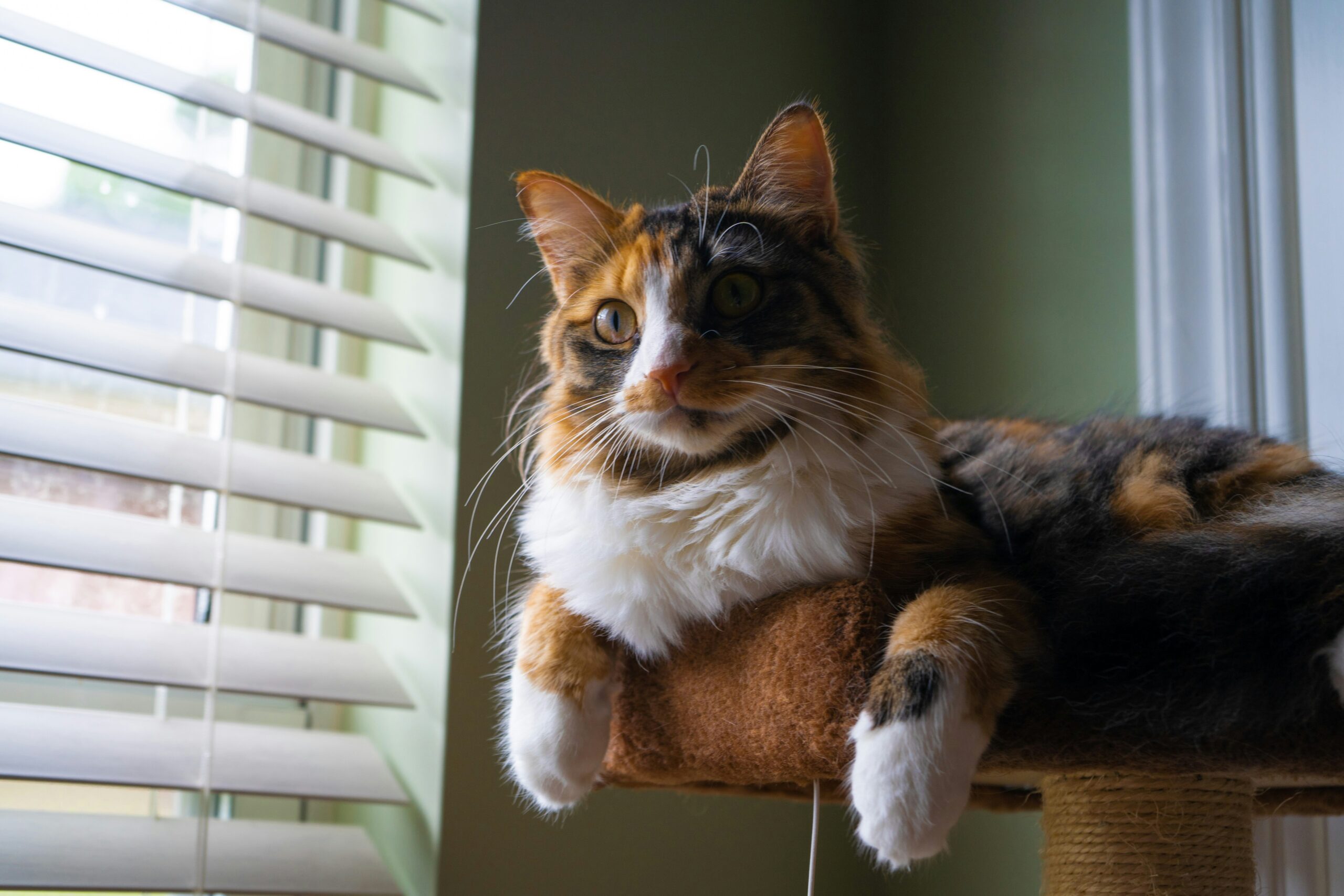 female calico cat