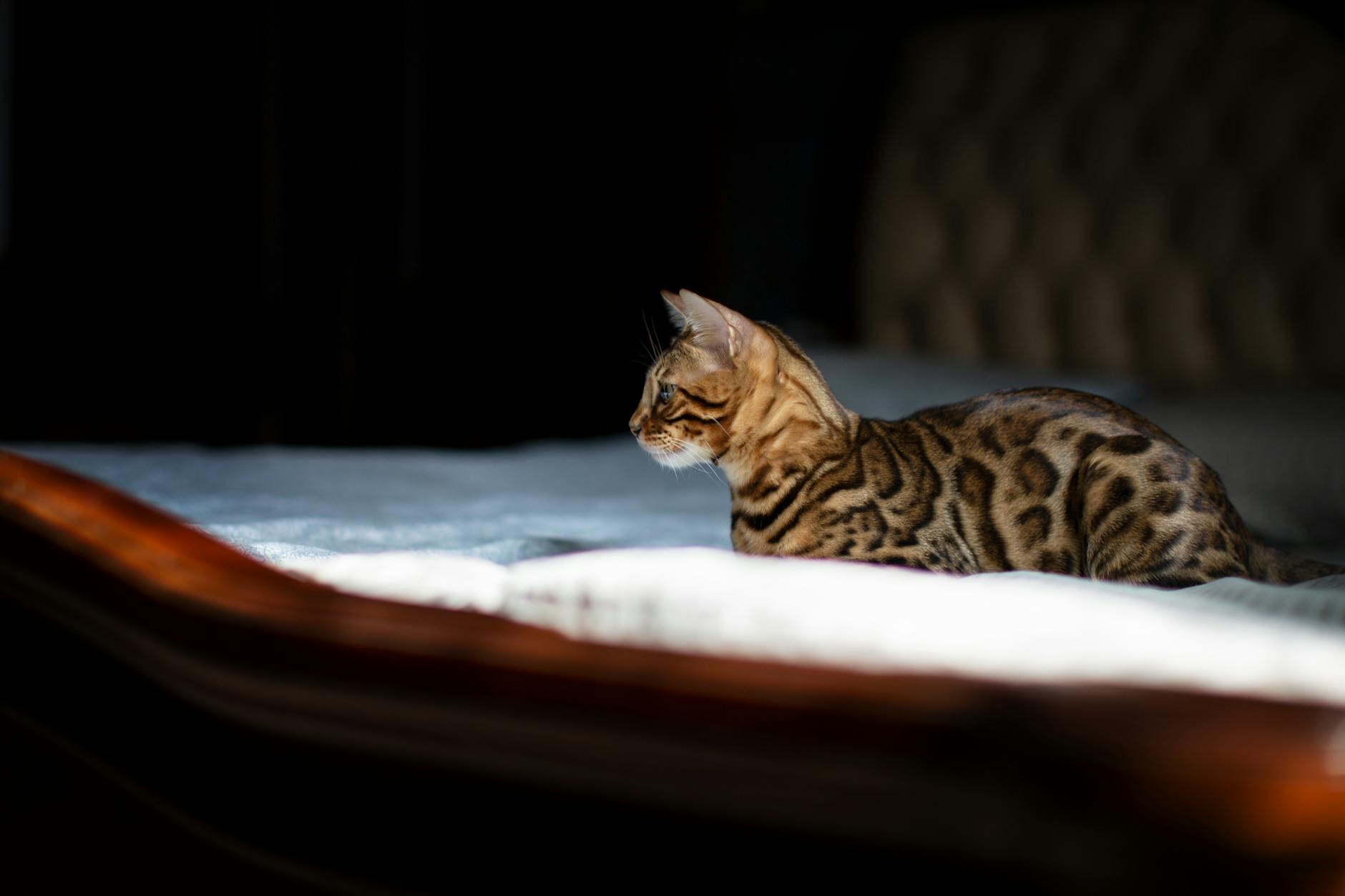 Bengal Cat