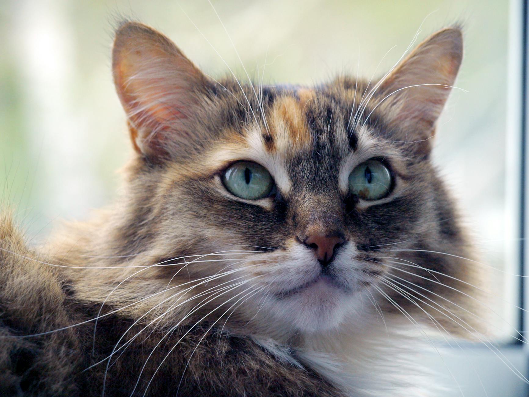 Calico maine coon kitten