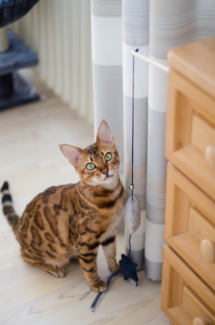 cat and toy in apartment