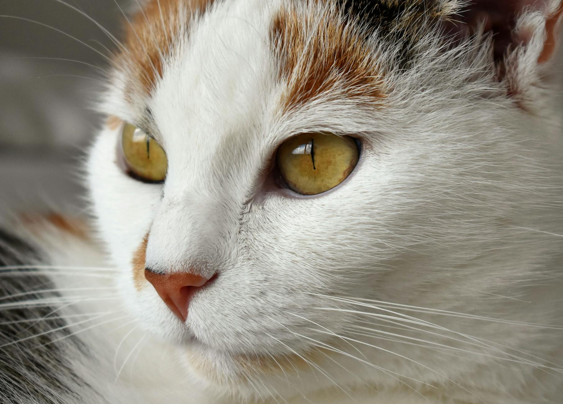 Are Calico Cats Autistic? Everything Need to Know