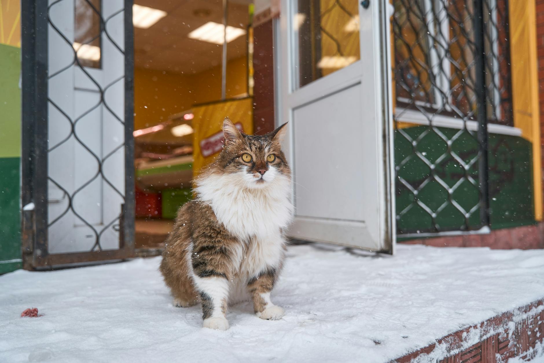 Norwegian Forest Cat